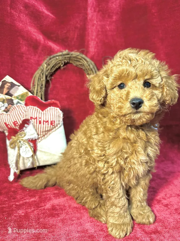 Clover – Poodle - Toy  puppy for sale in Springfield, MO
