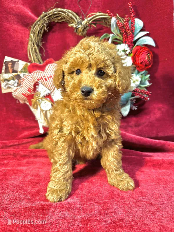 Daisy – Poodle - Toy  puppy for sale in Springfield, MO