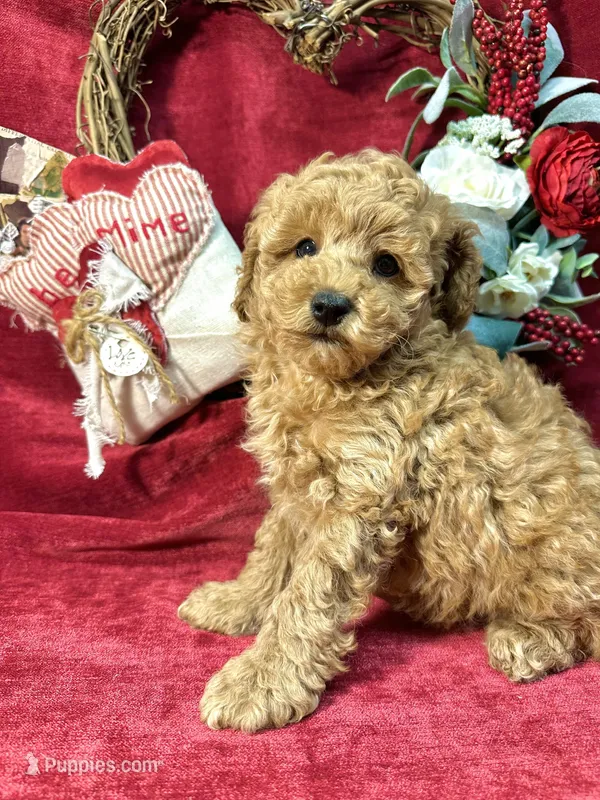 Rose – Poodle - Toy  puppy for sale in Springfield, MO