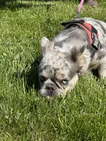 Chevy, a female French Bulldog for sale in Delta, CO – Photo 4 of 6