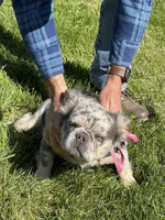 Chevy, a female French Bulldog for sale in Delta, CO – Photo 2 of 6