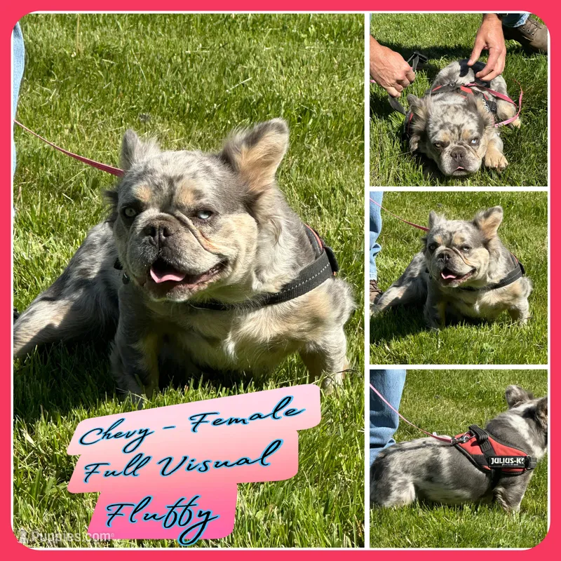 Chevy, a female French Bulldog for sale in Delta, CO – Photo 1 of 6