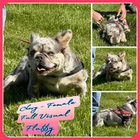 Chevy, a female French Bulldog for sale in Delta, CO – Photo 1 of 6