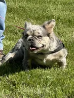 Chevy, a female French Bulldog for sale in Delta, CO – Photo 6 of 6