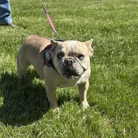 Fiona, a female French Bulldog for sale in Delta, CO – Photo 7 of 9