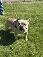 Fiona, a female French Bulldog for sale in Delta, CO – Photo 7 of 9
