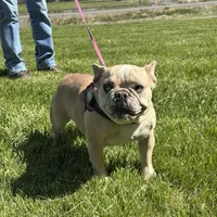 Fiona, a female French Bulldog for sale in Delta, CO – Photo 6 of 9