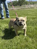 Fiona, a female French Bulldog for sale in Delta, CO – Photo 6 of 9