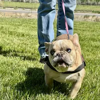 Fiona, a female French Bulldog for sale in Delta, CO – Photo 9 of 9