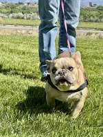 Fiona, a female French Bulldog for sale in Delta, CO – Photo 9 of 9