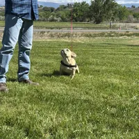 Fiona, a female French Bulldog for sale in Delta, CO – Photo 2 of 9