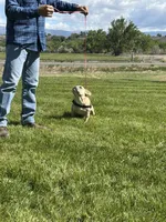 Fiona, a female French Bulldog for sale in Delta, CO – Photo 2 of 9