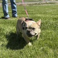 Fiona, a female French Bulldog for sale in Delta, CO – Photo 5 of 9