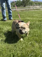 Fiona, a female French Bulldog for sale in Delta, CO – Photo 5 of 9