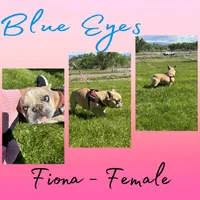 Fiona, a female French Bulldog for sale in Delta, CO – Photo 1 of 9