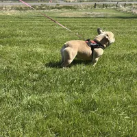 Fiona, a female French Bulldog for sale in Delta, CO – Photo 3 of 9