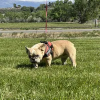 Fiona, a female French Bulldog for sale in Delta, CO – Photo 8 of 9