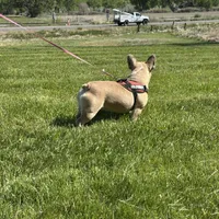 Fiona, a female French Bulldog for sale in Delta, CO – Photo 4 of 9
