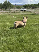 Fiona, a female French Bulldog for sale in Delta, CO – Photo 4 of 9