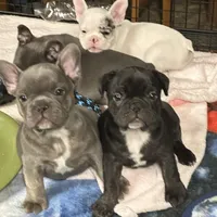 Yeti, a female French Bulldog for sale in Delta, CO – Photo 4 of 4