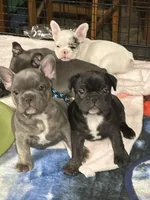 Yeti, a female French Bulldog for sale in Delta, CO – Photo 4 of 4