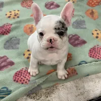 Yeti, a female French Bulldog for sale in Delta, CO – Photo 3 of 4