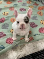 Yeti, a female French Bulldog for sale in Delta, CO – Photo 3 of 4