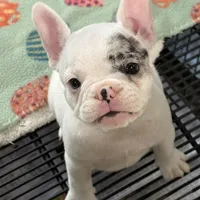 Yeti, a female French Bulldog for sale in Delta, CO – Photo 2 of 4
