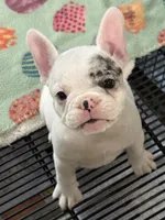 Yeti, a female French Bulldog for sale in Delta, CO – Photo 2 of 4