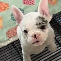 Yeti, a female French Bulldog for sale in Delta, CO – Photo 1 of 4