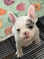 Yeti, a female French Bulldog for sale in Delta, CO – Photo 1 of 4