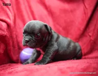 Yuma, a male French Bulldog for sale in Delta, CO – Photo 3 of 3