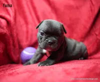 Yuma, a male French Bulldog for sale in Delta, CO – Photo 2 of 3