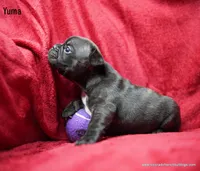 Yuma, a male French Bulldog for sale in Delta, CO – Photo 1 of 3