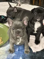 Yogi, a male French Bulldog for sale in Delta, CO – Photo 4 of 7