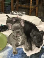 Yogi, a male French Bulldog for sale in Delta, CO – Photo 2 of 7