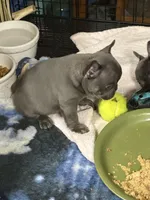 Yogi, a male French Bulldog for sale in Delta, CO – Photo 5 of 7