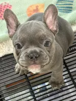 Yogi, a male French Bulldog for sale in Delta, CO – Photo 6 of 7