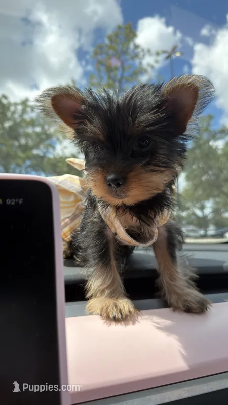 Café – Yorkshire Terrier puppy for sale in Tampa, FL