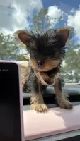 Café, a female Yorkshire Terrier for sale in Tampa, FL – 1 of 2
