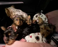 Crema, a female Yorkshire Terrier for sale in Tampa, FL – 4 of 4