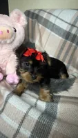 Café, a female Yorkshire Terrier for sale in Tampa, FL – 2 of 2