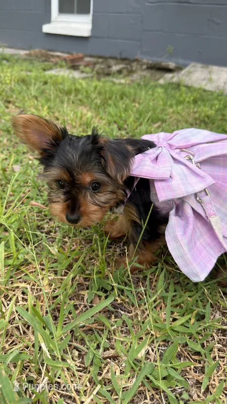 Crema – Yorkshire Terrier puppy for sale in Tampa, FL