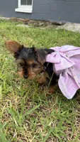 Crema, a female Yorkshire Terrier for sale in Tampa, FL – 1 of 4