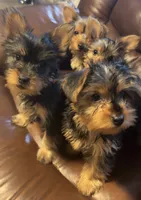 Crema, a female Yorkshire Terrier for sale in Tampa, FL – 2 of 4