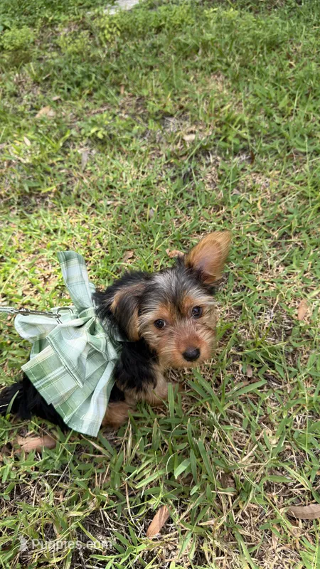 Crema – Yorkshire Terrier puppy for sale in Tampa, FL