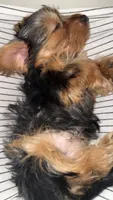 Crema, a female Yorkshire Terrier for sale in Tampa, FL – 3 of 4