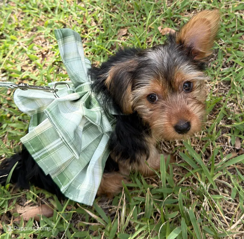 Crema – Yorkshire Terrier puppy for sale in Tampa, FL