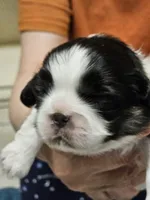 Jackson, a male Cavalier King Charles Spaniel and Pekingese for sale in Deer Park, TX – 2 of 3