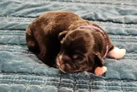 Elvis, a male Cavalier King Charles Spaniel and Pekingese for sale in Deer Park, TX – 2 of 2